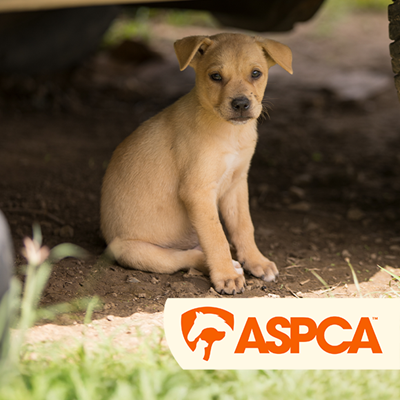 Help save animals this summer. icon